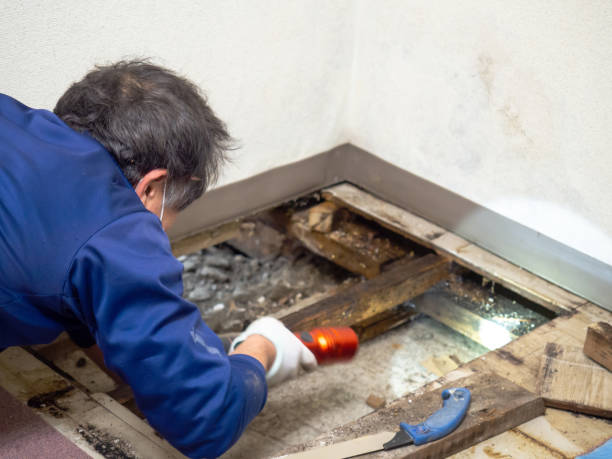 Best Black Mold Removal  in Addison, IL